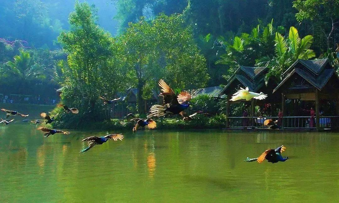 精灵嘉年华